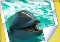 Fotobiglietto con delfino
